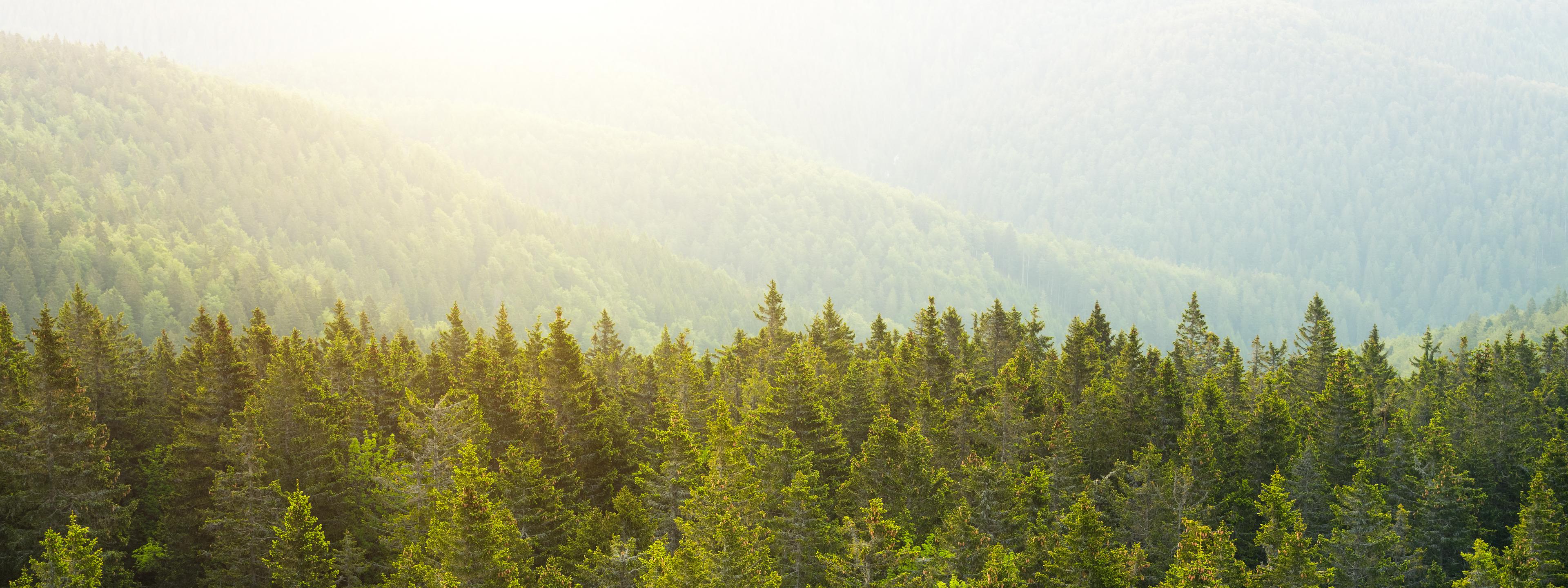 BRITA vision green forest
