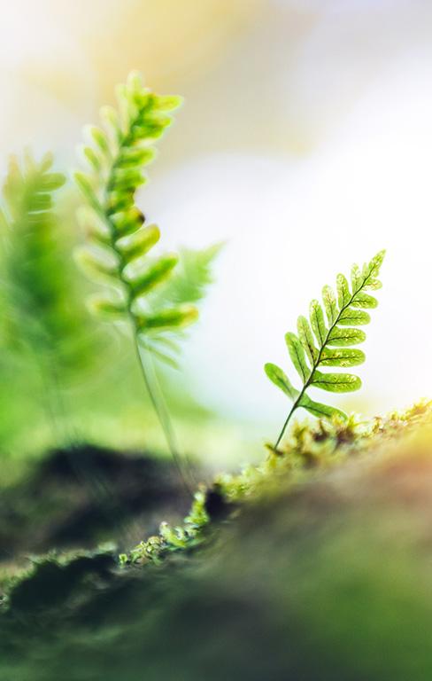 Green tiny fern on the ground